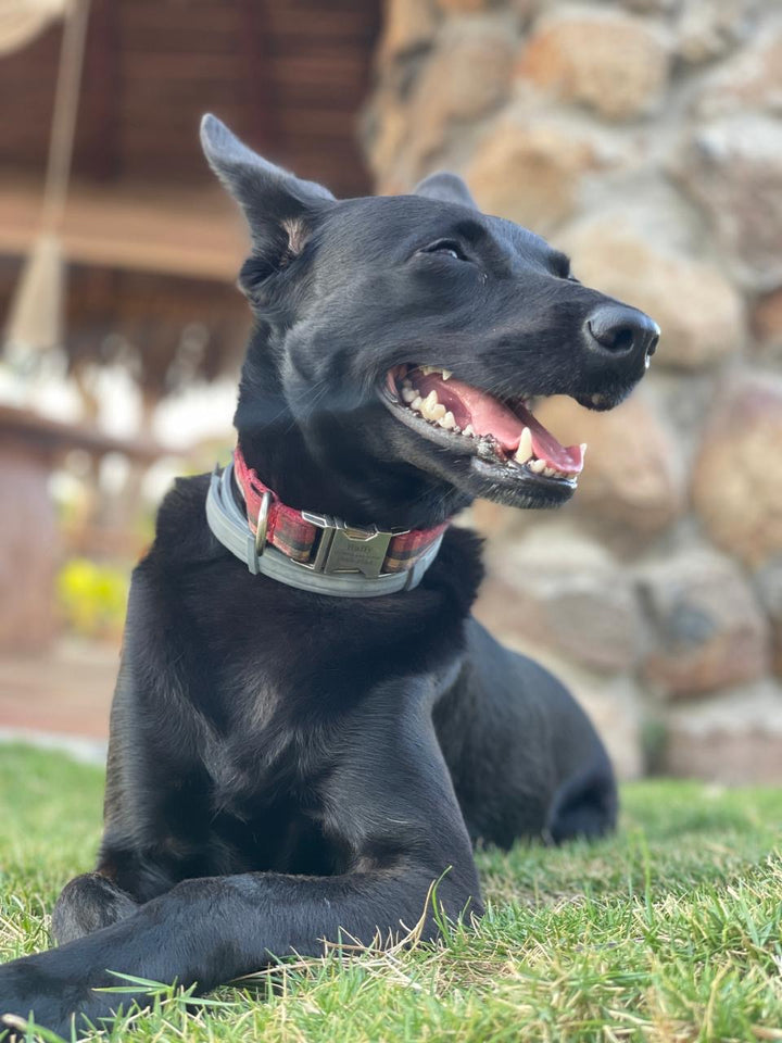 Dead Sea Minerals for Pets | Healthier Skin & Shinier Coat with Anahit